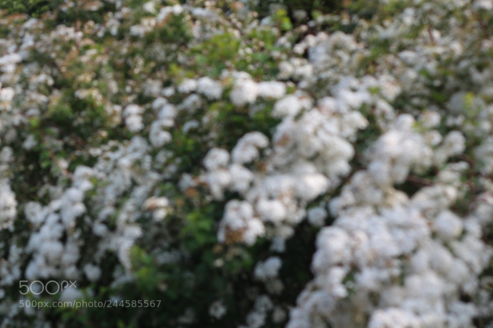 Canon EOS 650D (EOS Rebel T4i / EOS Kiss X6i) sample photo. Img photography