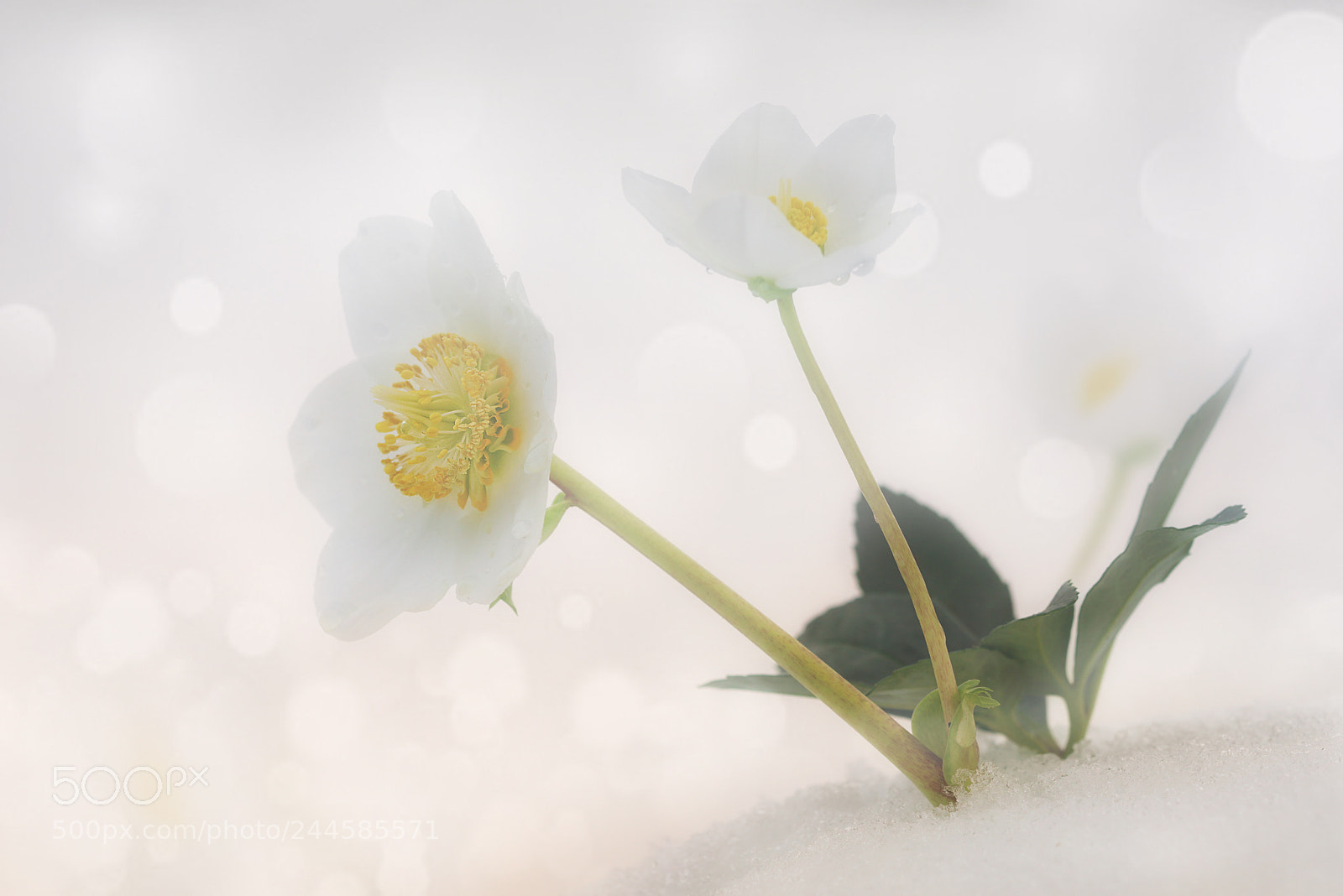 Sony a7R II sample photo. Winter beauties photography