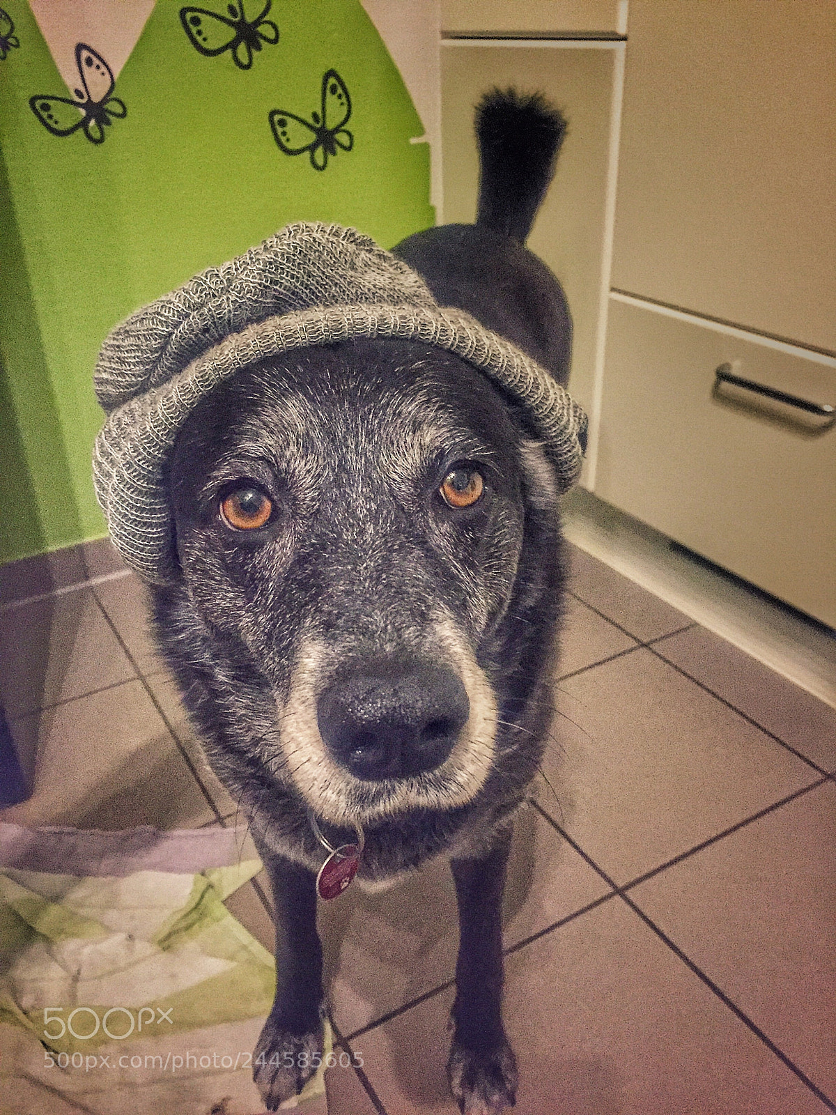 Apple iPhone 6 sample photo. Mc dog photography