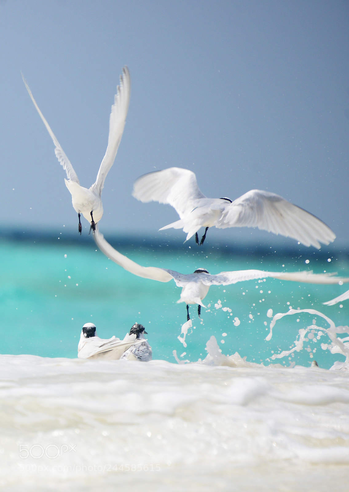 Nikon D800 sample photo. Black-naped tern in maldives photography