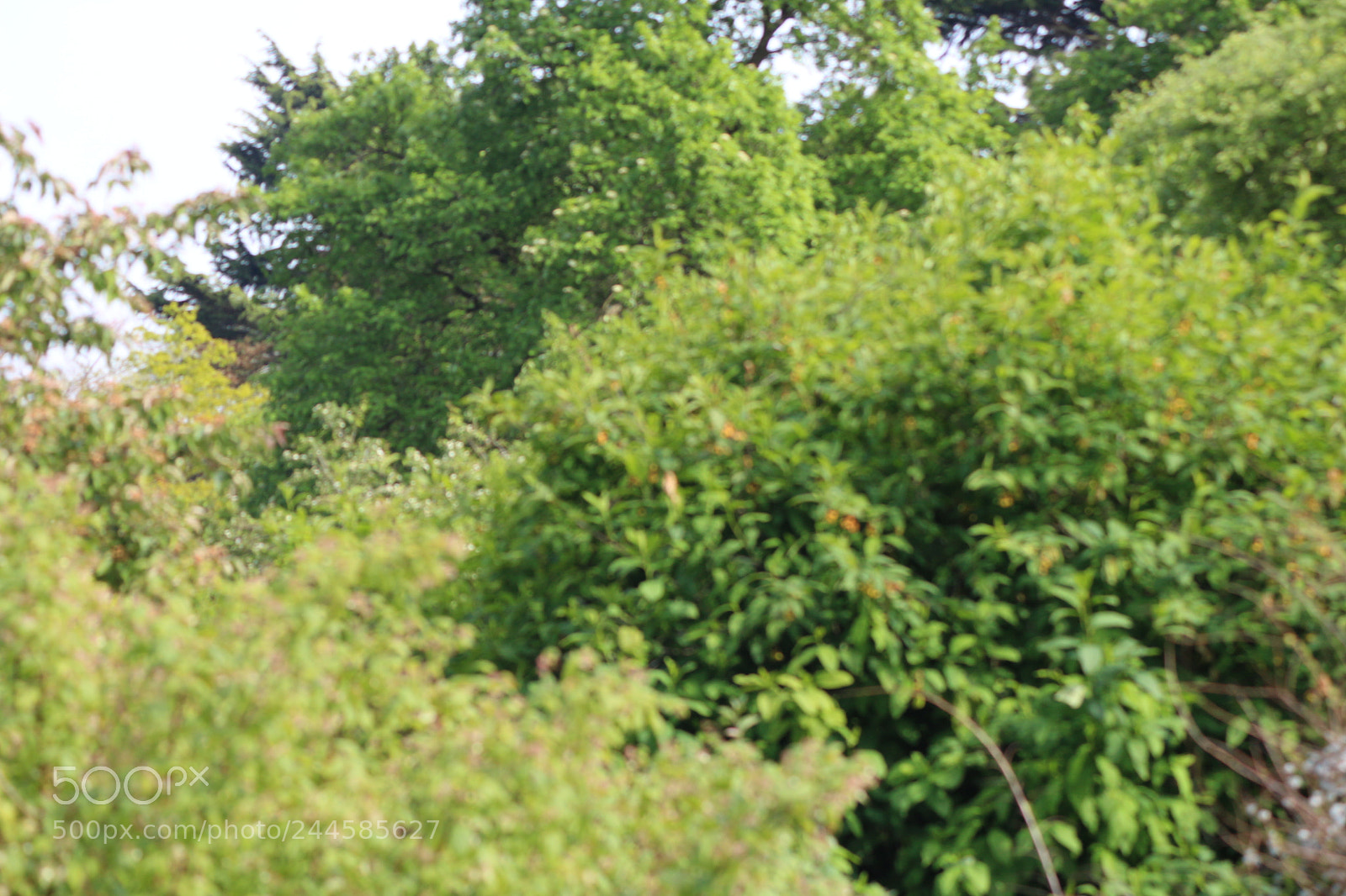 Canon EOS 650D (EOS Rebel T4i / EOS Kiss X6i) sample photo. Img photography
