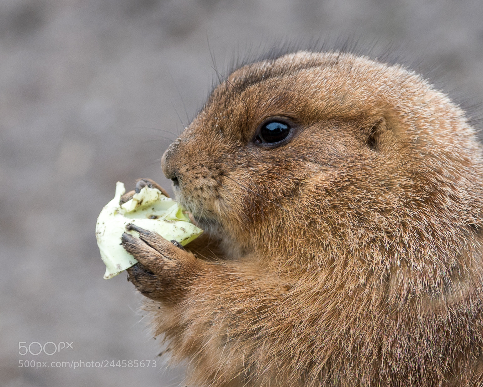 Nikon D810 sample photo. Lunchtime photography