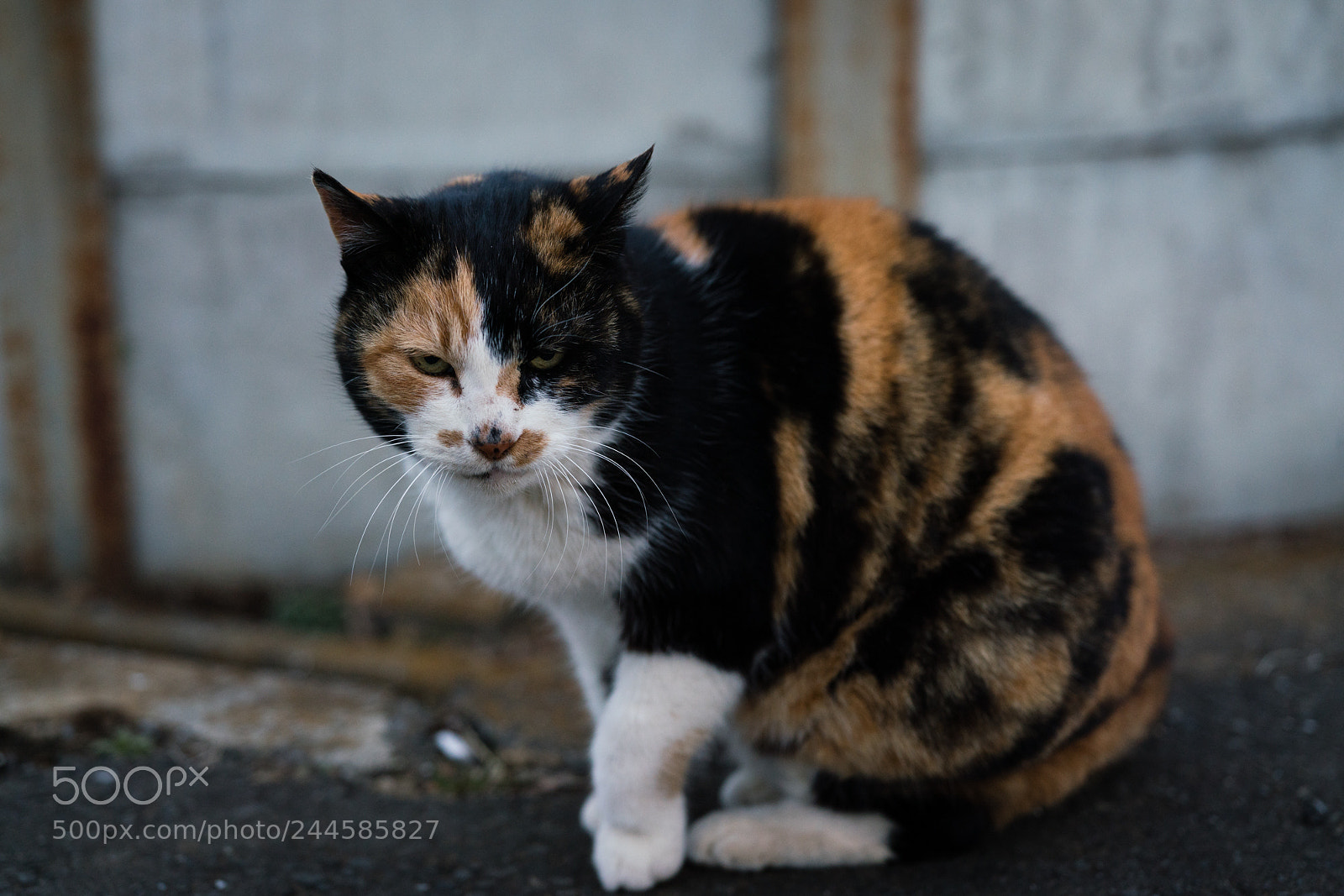 Sony a7R III sample photo. Stray cat photography