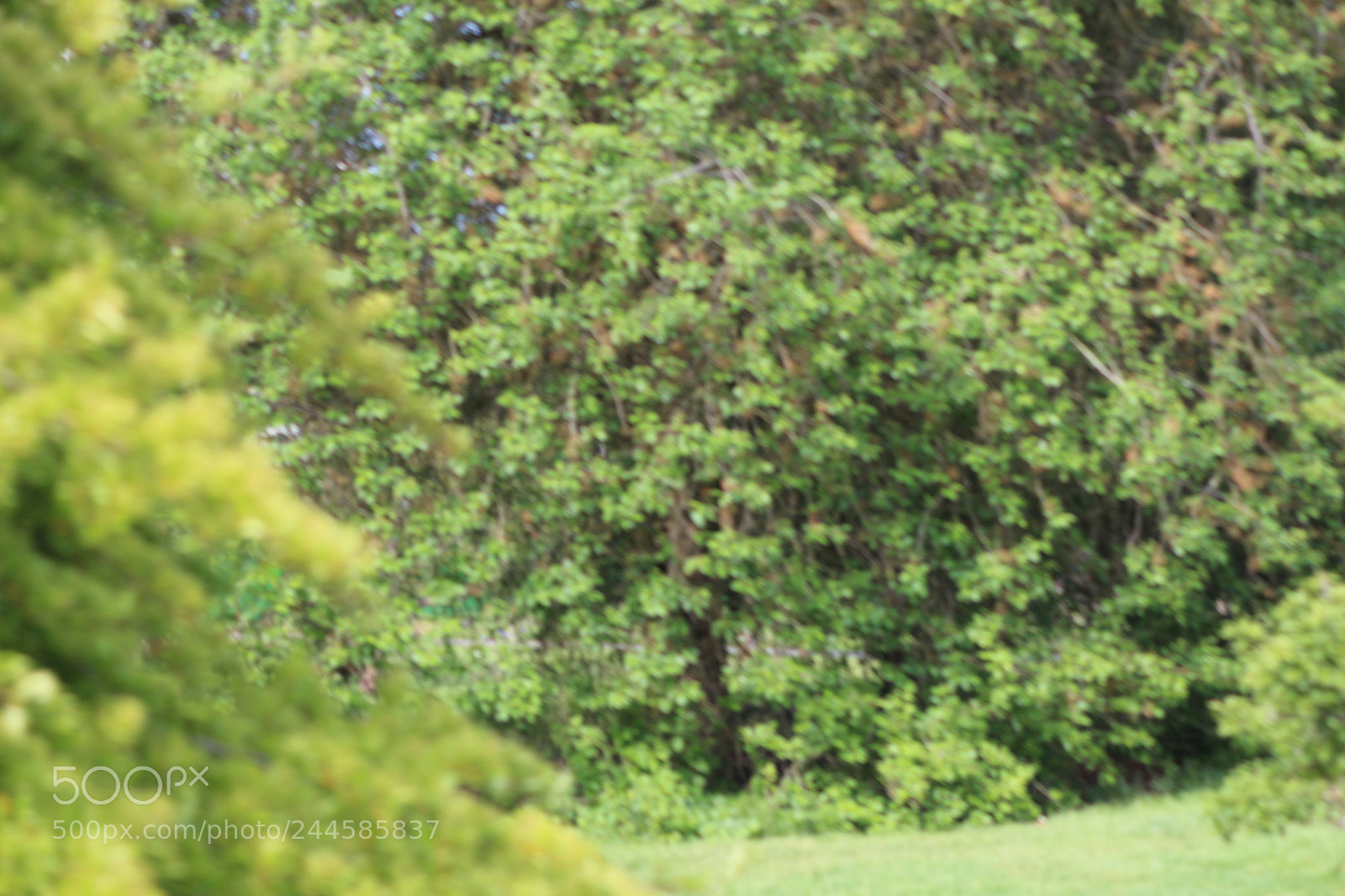 Canon EOS 650D (EOS Rebel T4i / EOS Kiss X6i) sample photo. Img photography