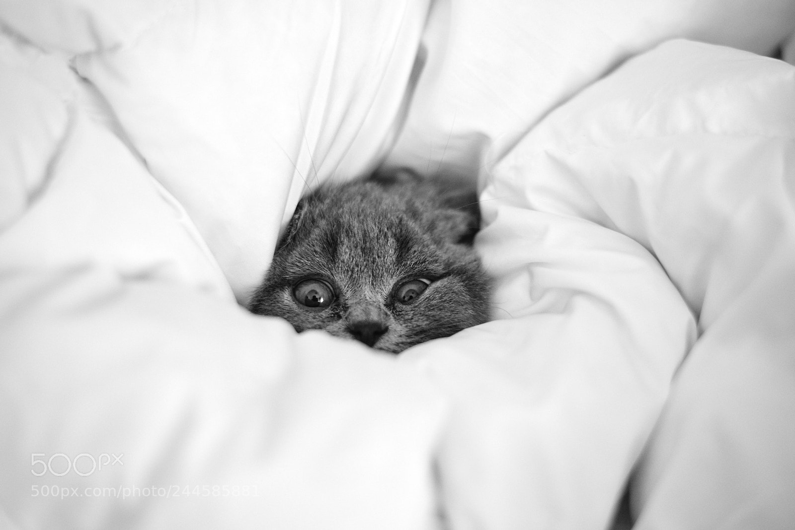 Nikon D800 sample photo. Tucked in ollie photography