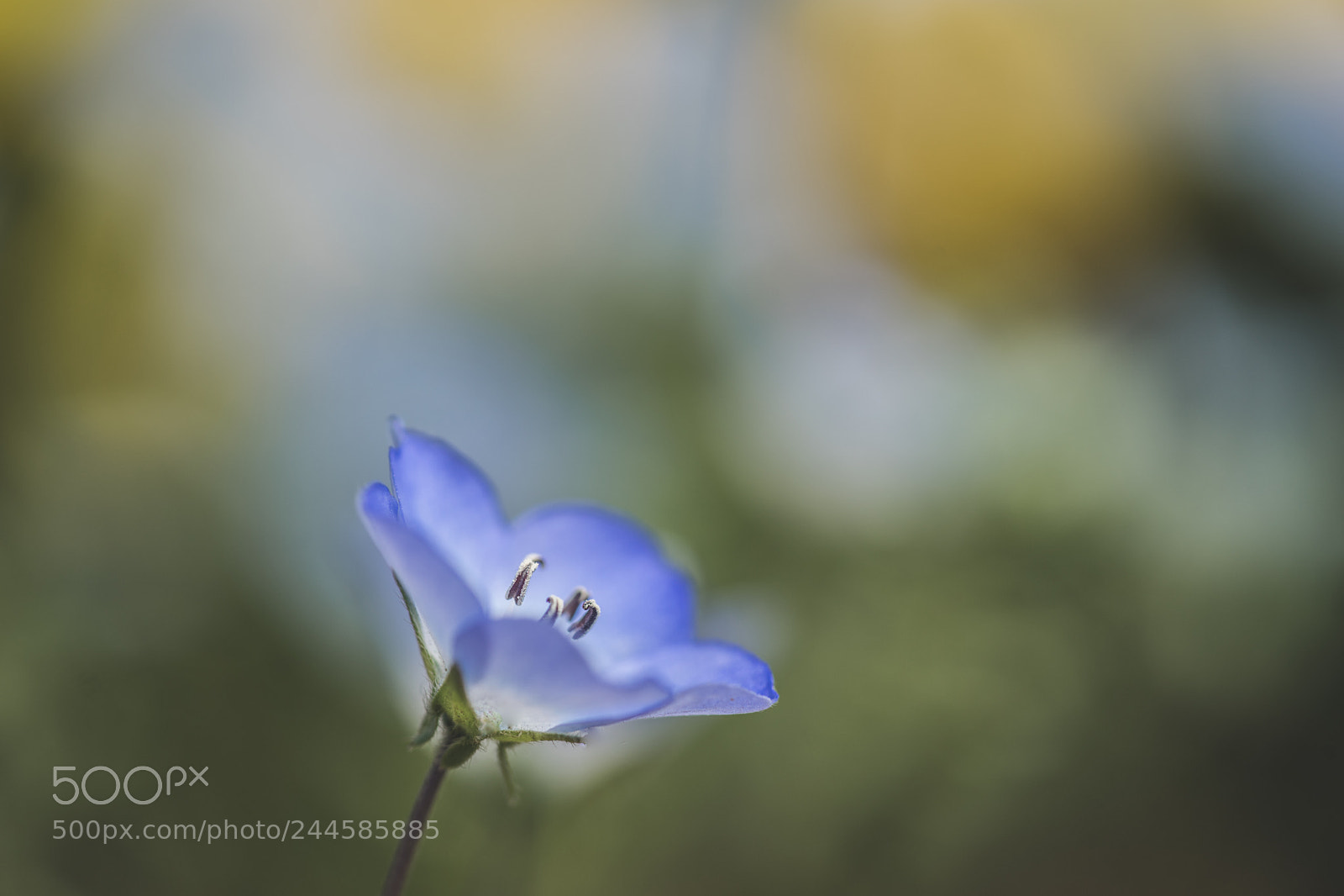 Sony a7 II sample photo. Nemophila photography