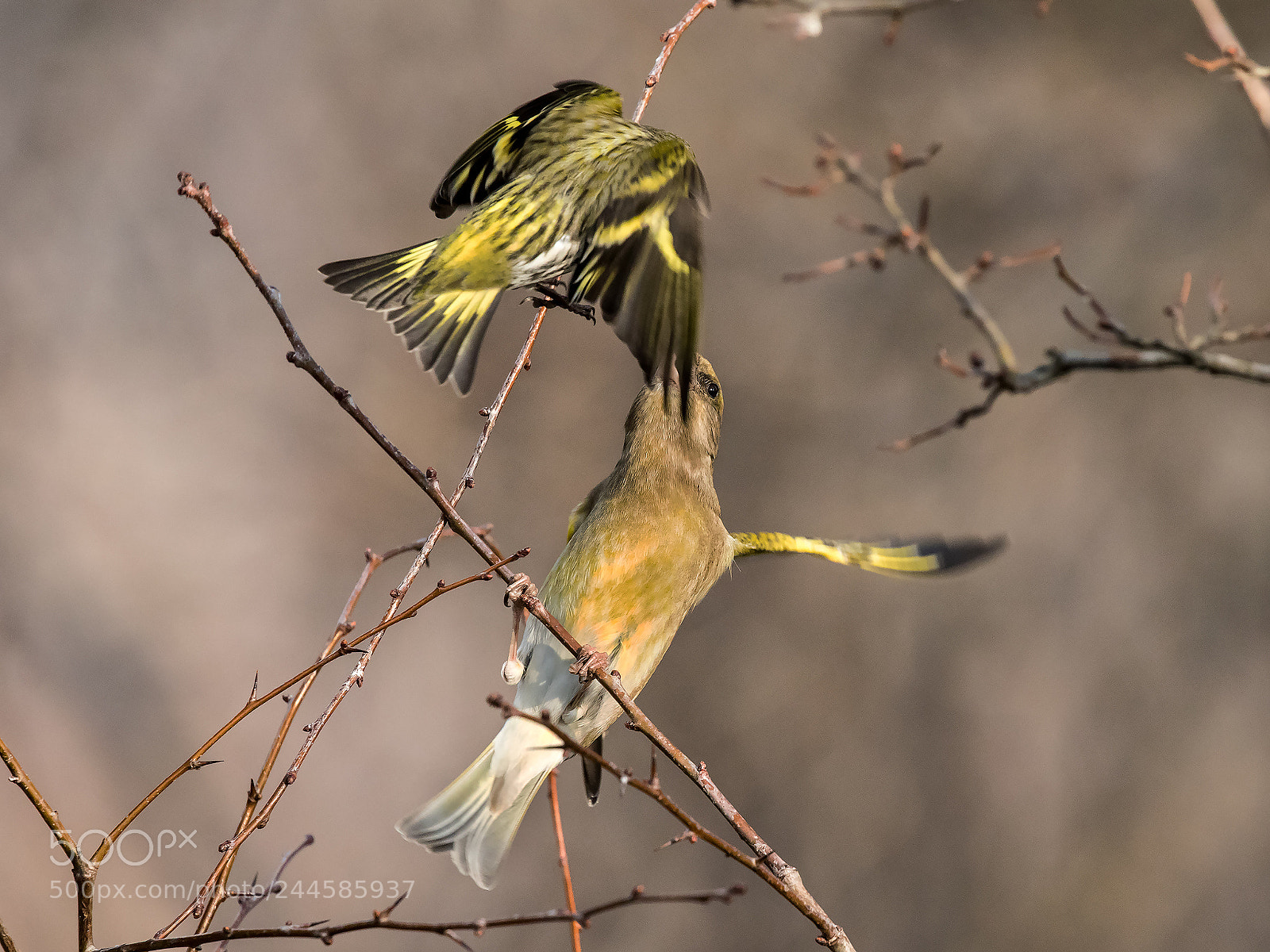 Canon EOS 7D Mark II sample photo. Acrobati.... photography