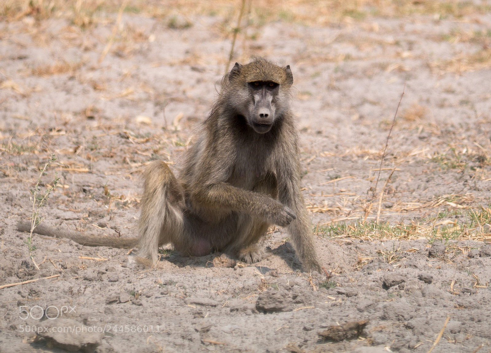 Panasonic DMC-G70 sample photo. Baboon photography