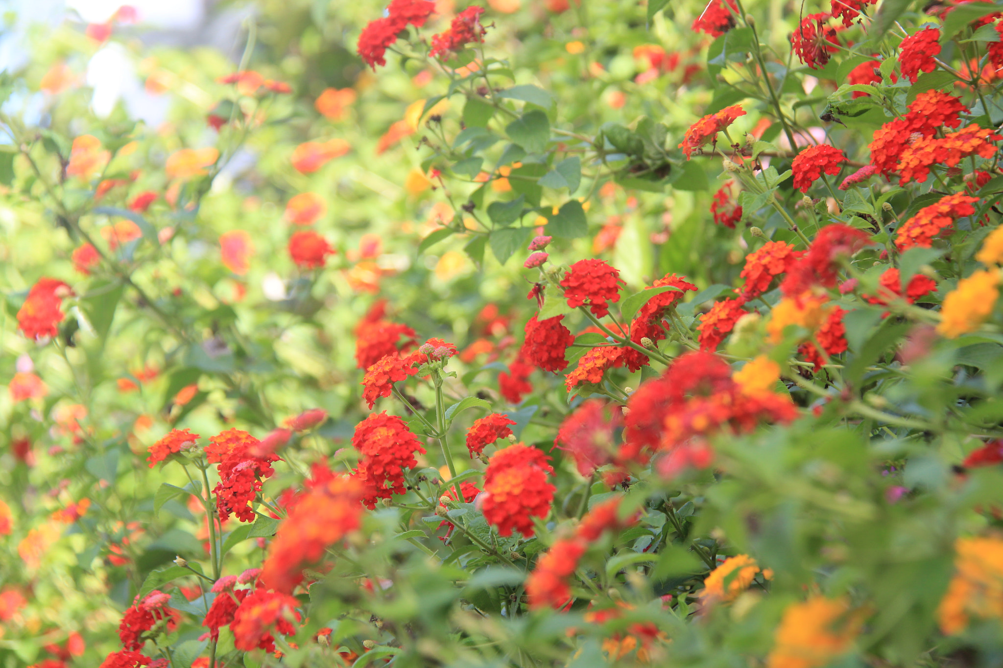 Canon EF-S 18-200mm F3.5-5.6 IS sample photo