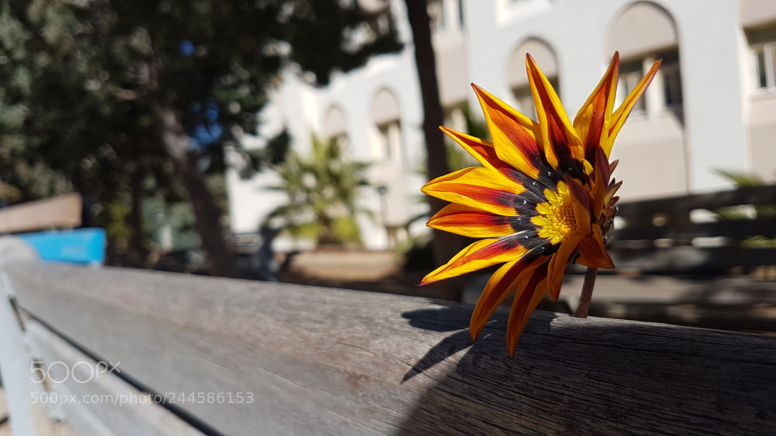 Samsung Galaxy S7 Edge sample photo. Flower photography