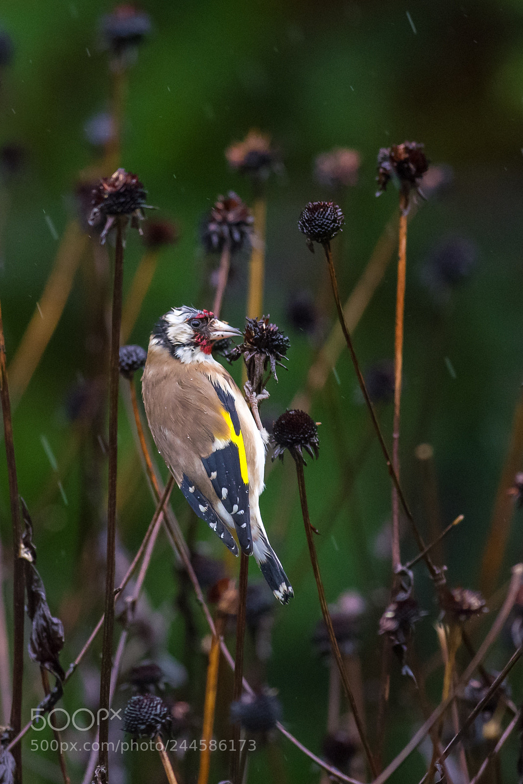 Pentax K-1 sample photo. Wet european goldfinch photography
