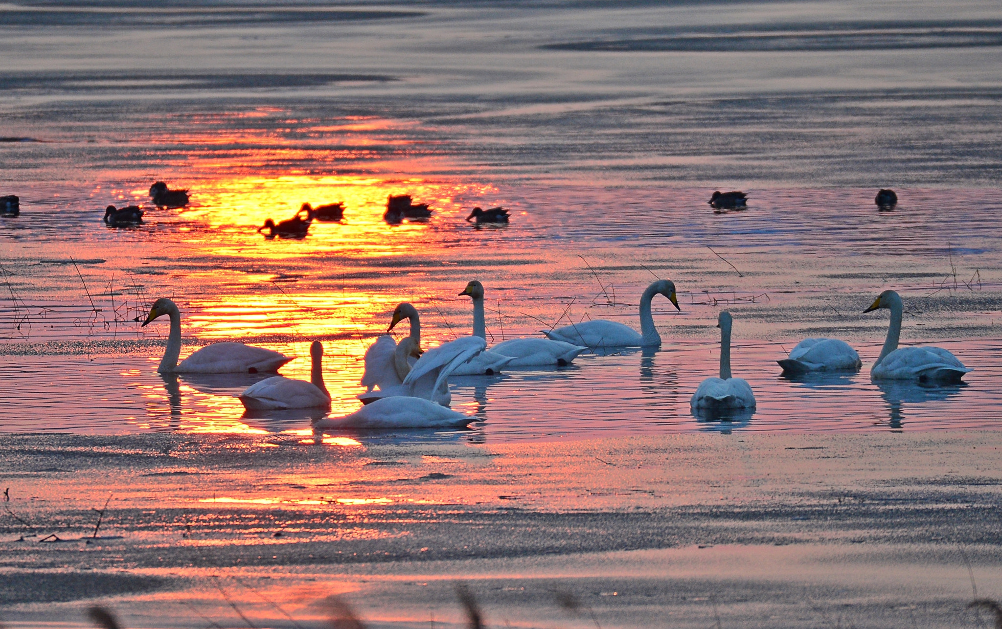 Nikon D4 + Sigma 150-600mm F5-6.3 DG OS HSM | S sample photo. Whooper swan photography