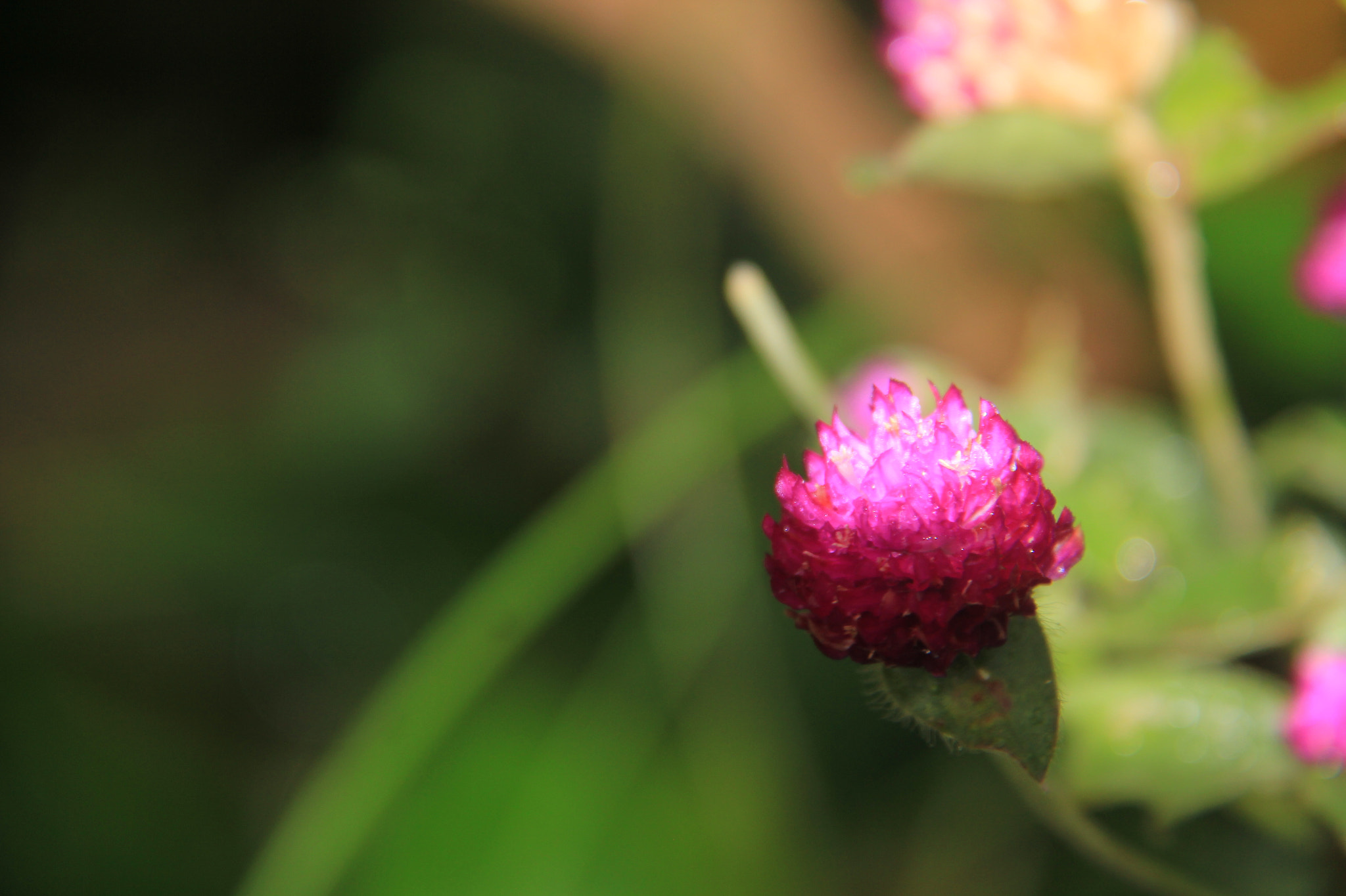 Canon EF-S 18-200mm F3.5-5.6 IS sample photo
