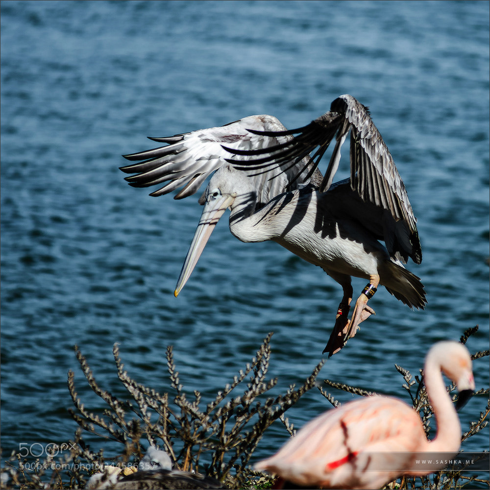 Sony Alpha a99 sample photo. Beautiful pelican grounding to photography