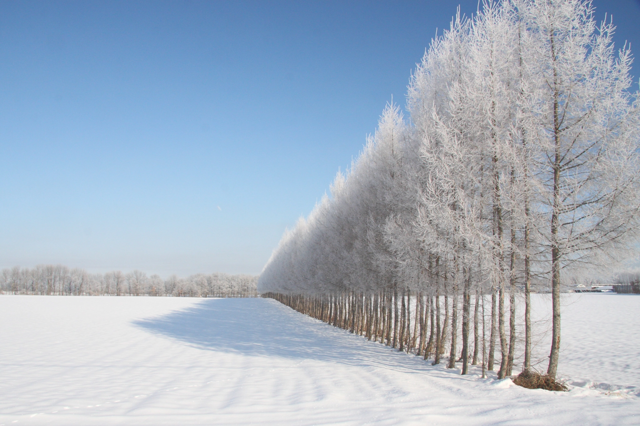 Canon EOS 40D + Canon EF-S 17-85mm F4-5.6 IS USM sample photo. Icy woods 2 photography