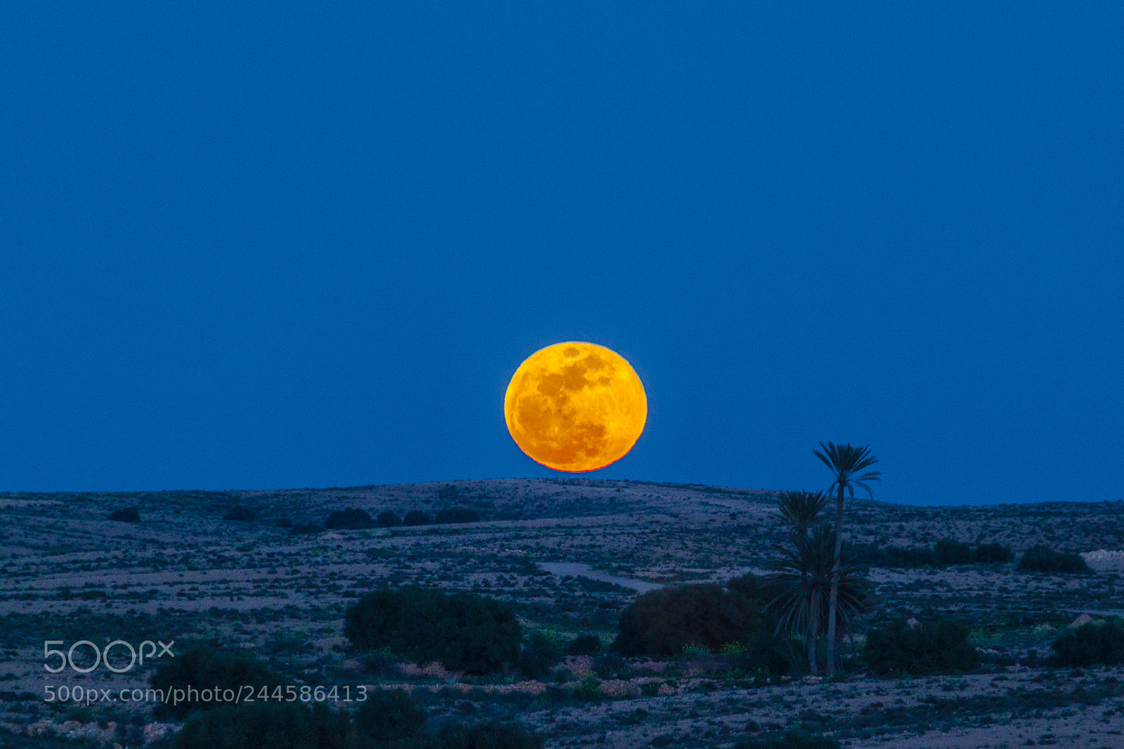 Canon EOS 500D (EOS Rebel T1i / EOS Kiss X3) sample photo. Super blood blue moon photography