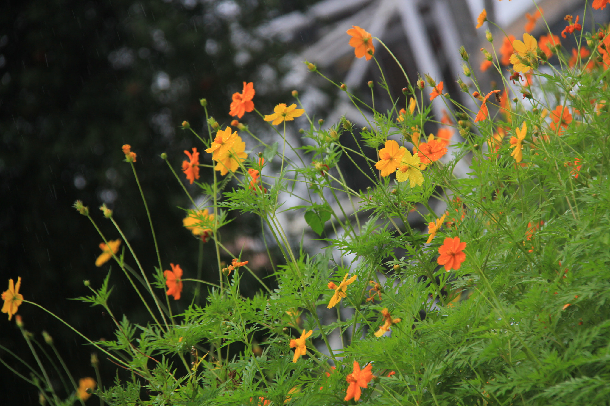 Canon EF-S 18-200mm F3.5-5.6 IS sample photo