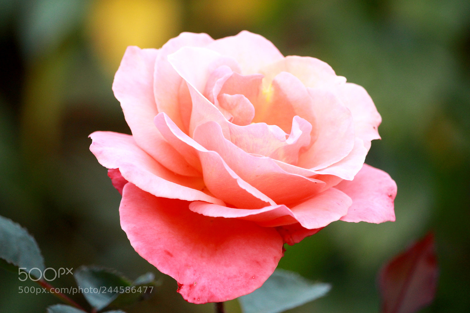 Canon EF-S 55-250mm F4-5.6 IS STM sample photo. Rose..!! photography
