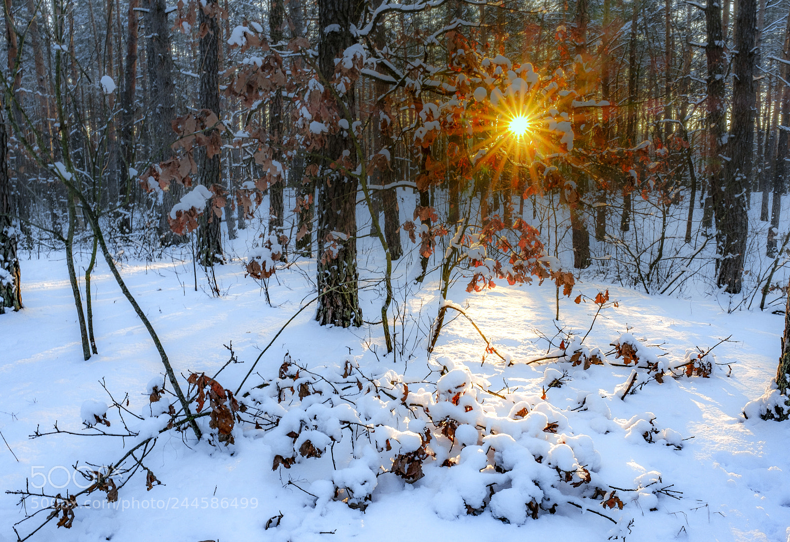 Fujifilm X-Pro2 sample photo. Evening in the winter photography