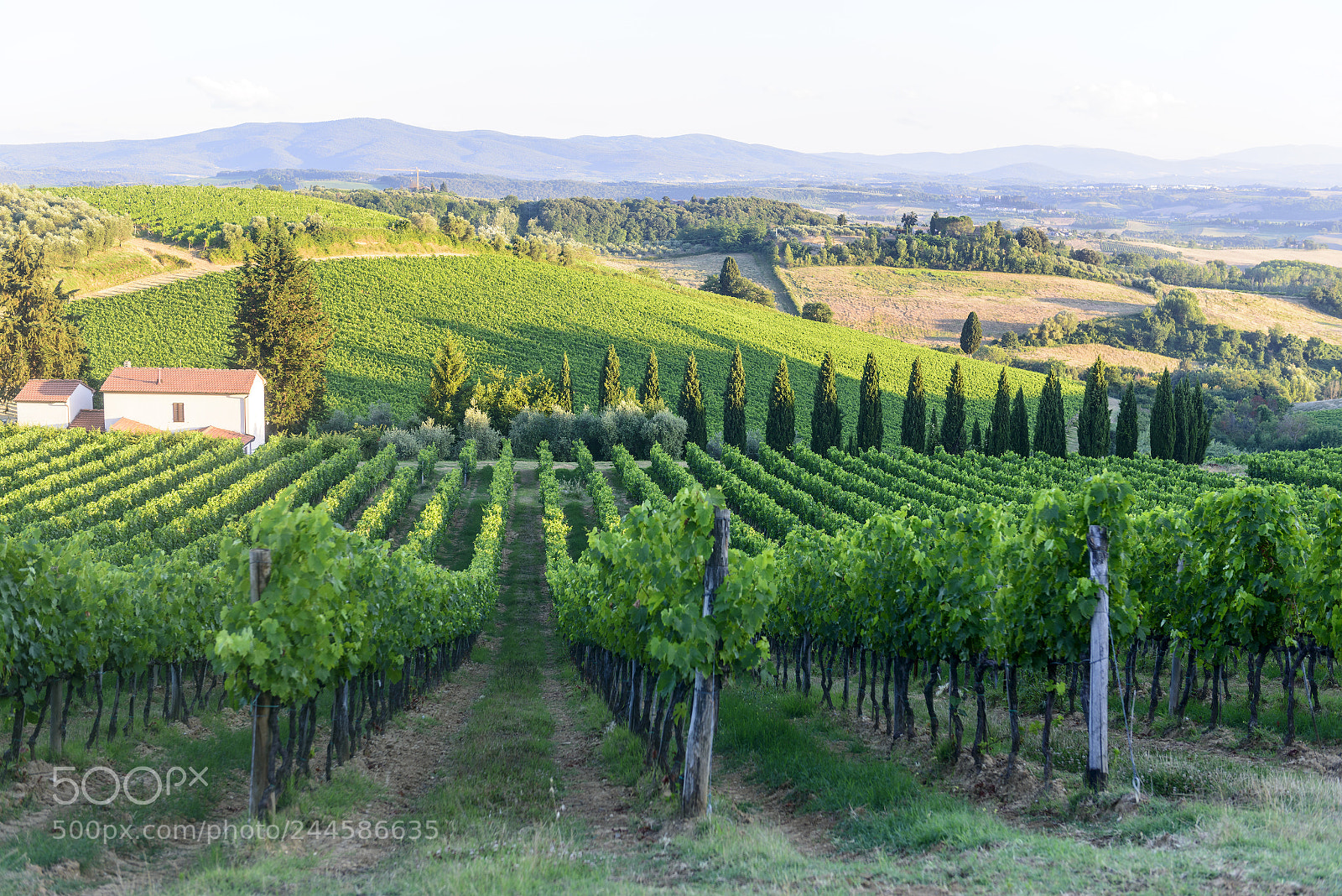 Nikon D800 sample photo. Chianti, tuscany photography