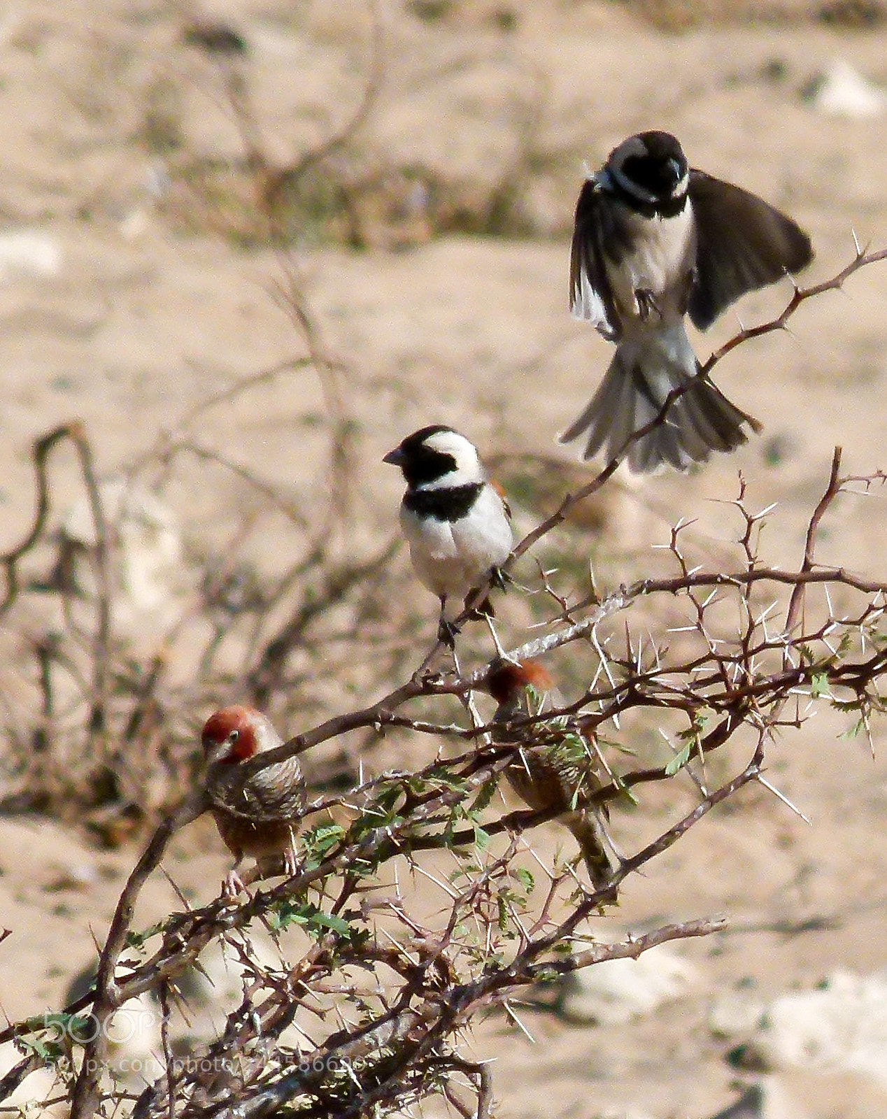 Panasonic Lumix DMC-FZ100 sample photo. African birds photography