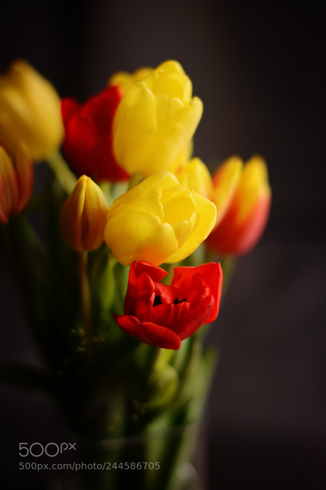Nikon D7100 sample photo. Waiting for spring photography