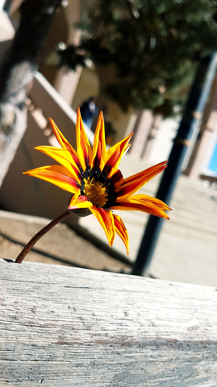 Samsung Galaxy S7 Edge sample photo. Cute photography