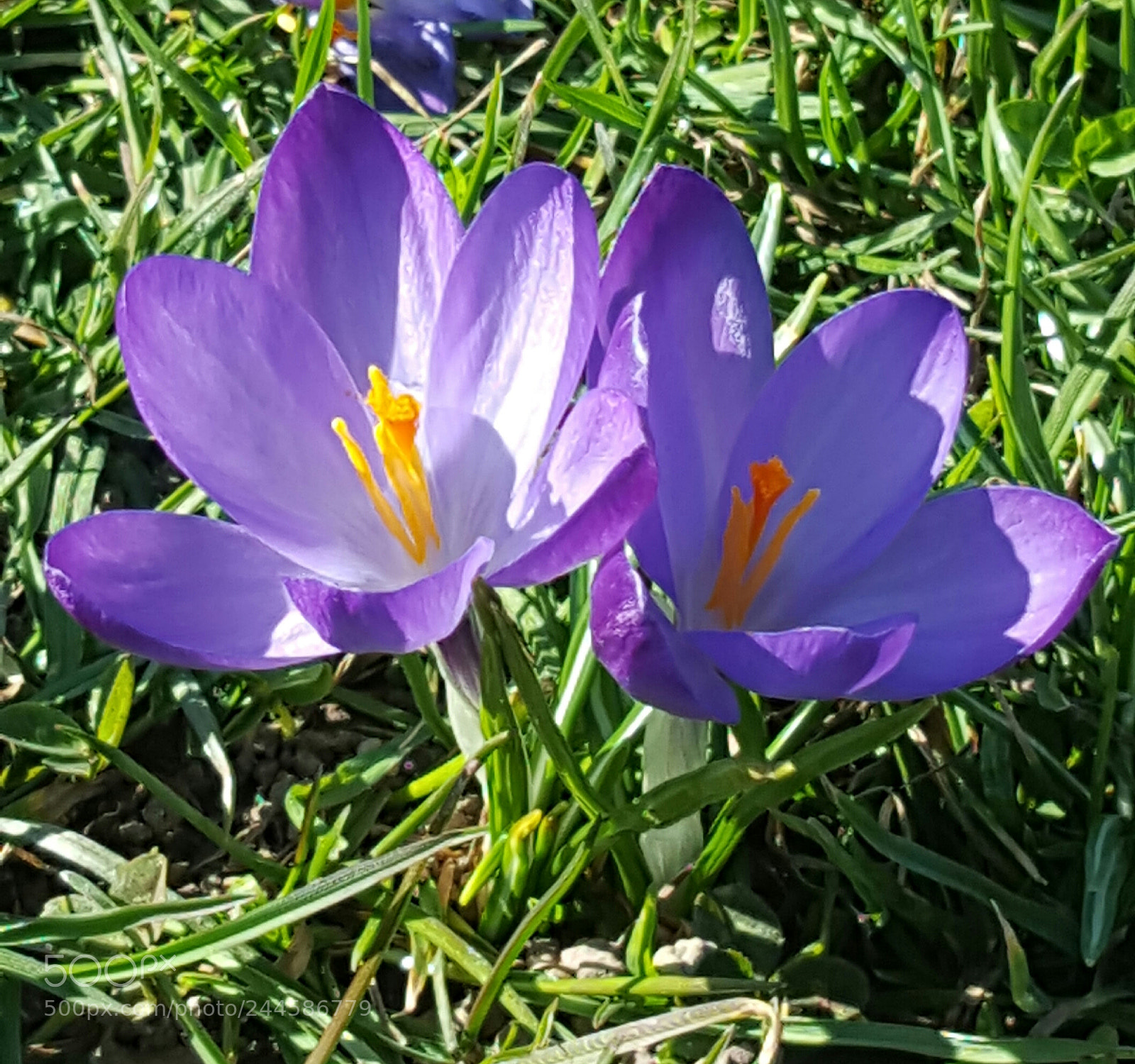 Samsung Galaxy S6 sample photo. Crocus photography