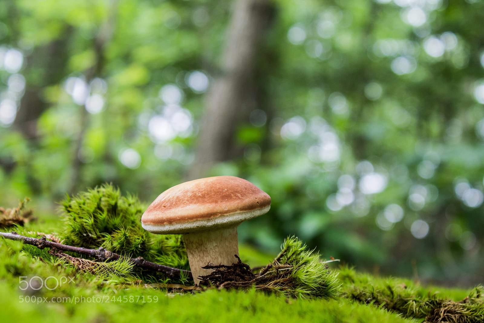 Canon EOS 1100D (EOS Rebel T3 / EOS Kiss X50) sample photo. Fantastic fungi photography