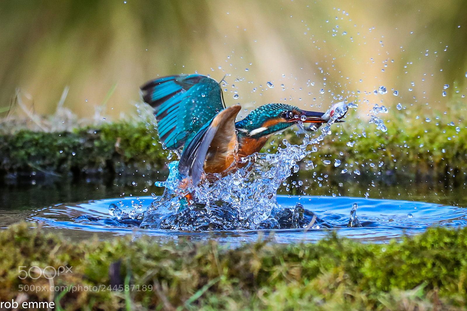 Canon EOS-1D X Mark II sample photo. Kingfisher photography