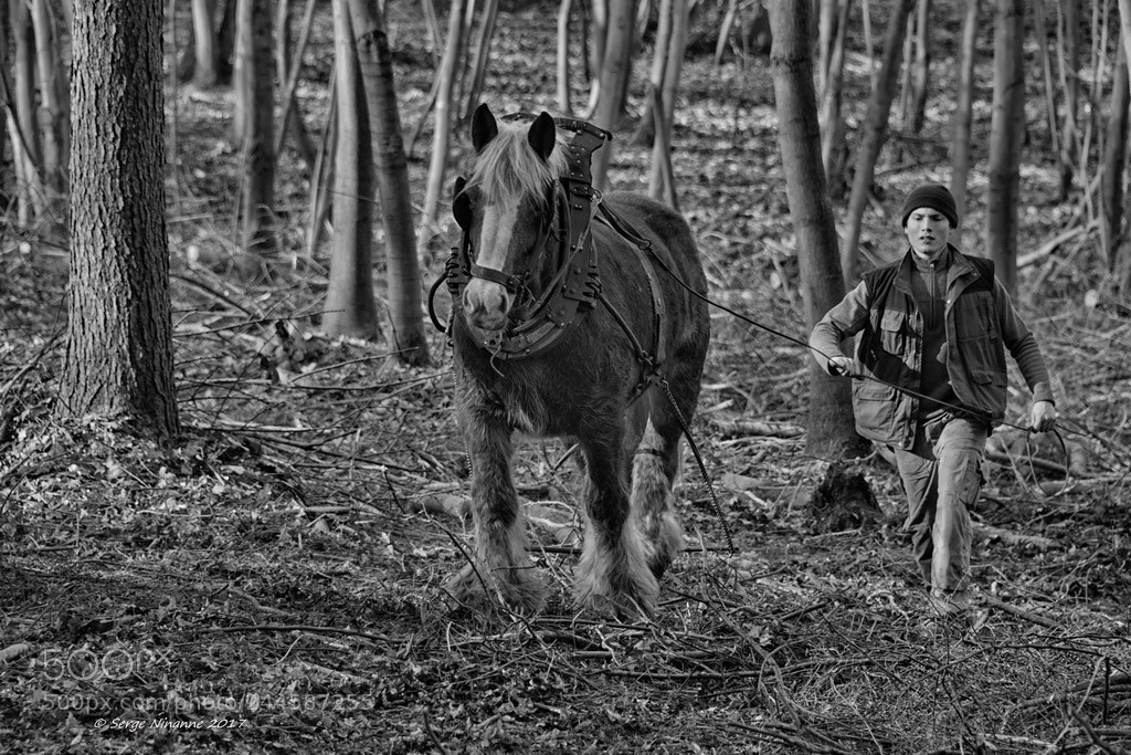 Nikon D800E sample photo. (c+r) photography