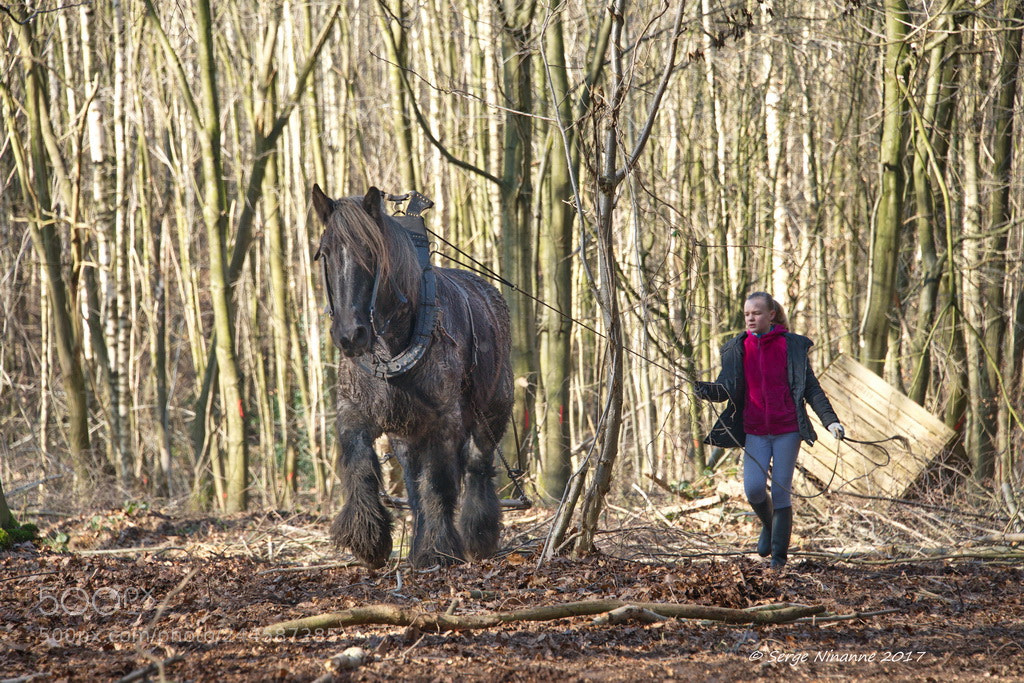 Nikon D800E sample photo. (c+r) photography