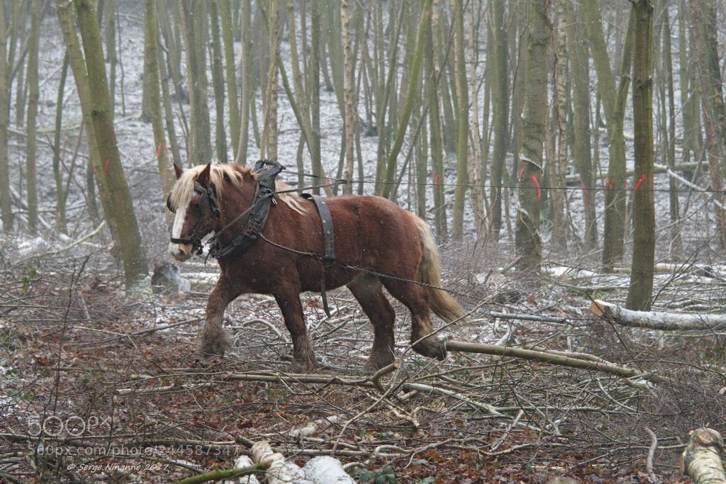 Nikon D500 sample photo. (c+r) photography
