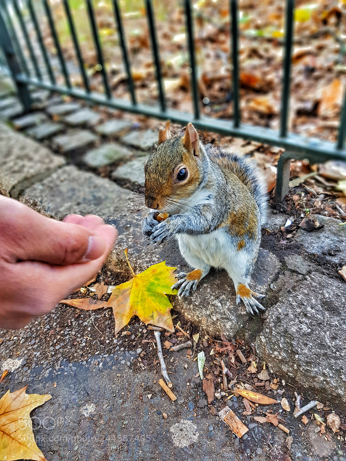Samsung Galaxy S8 sample photo. Squirell photography