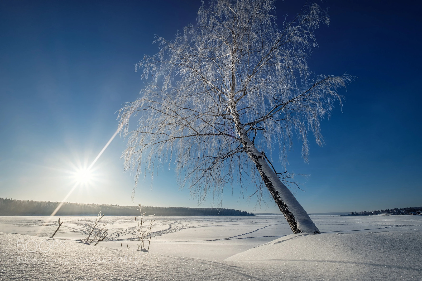 Fujifilm X-T20 sample photo. Birch in snow photography