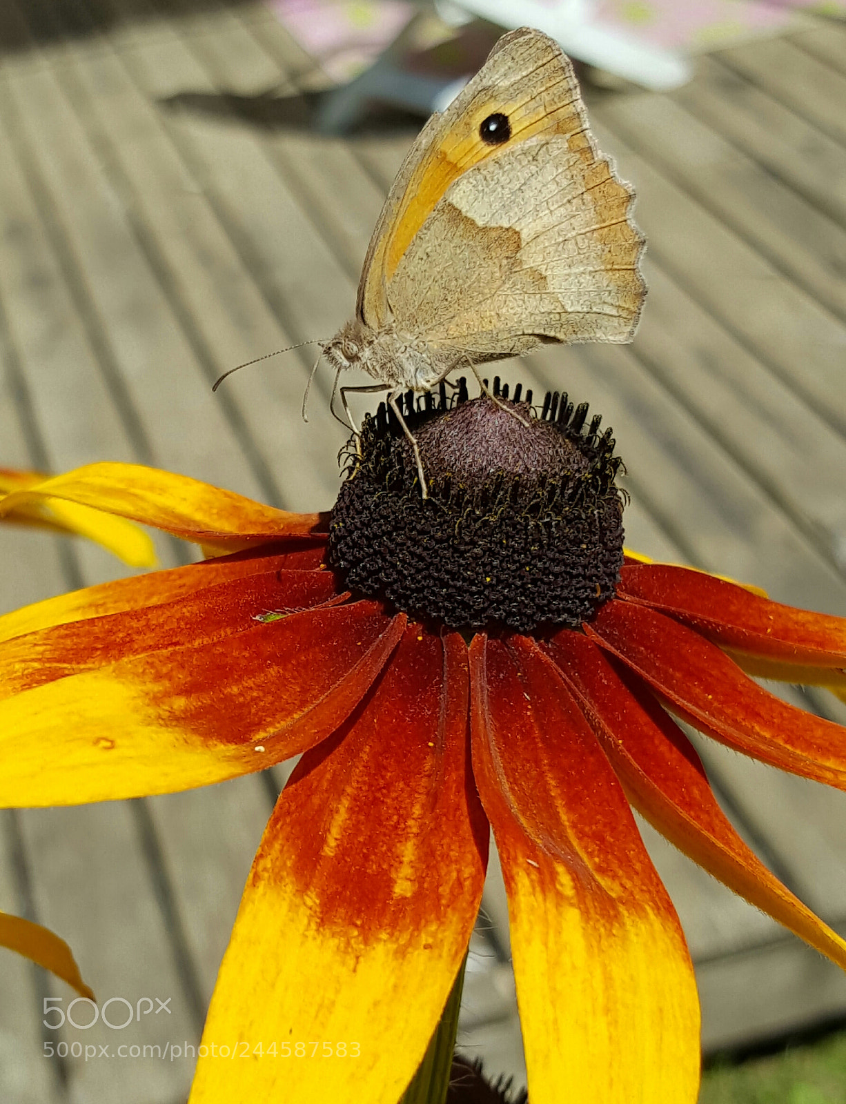 Samsung Galaxy S6 sample photo. Papillon photography