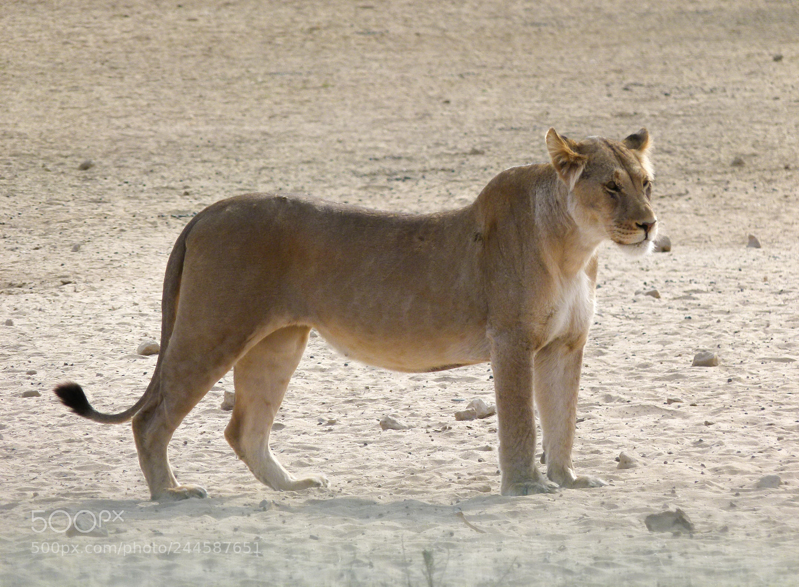 Panasonic Lumix DMC-FZ100 sample photo. Lioness photography