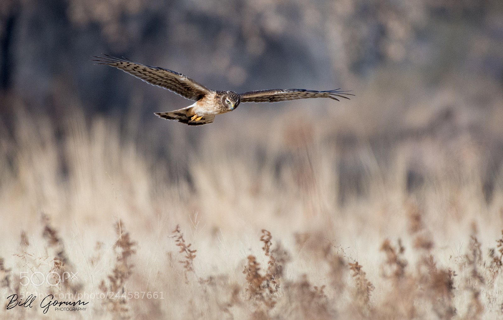 Nikon D500 sample photo. Northern harrier hunting photography