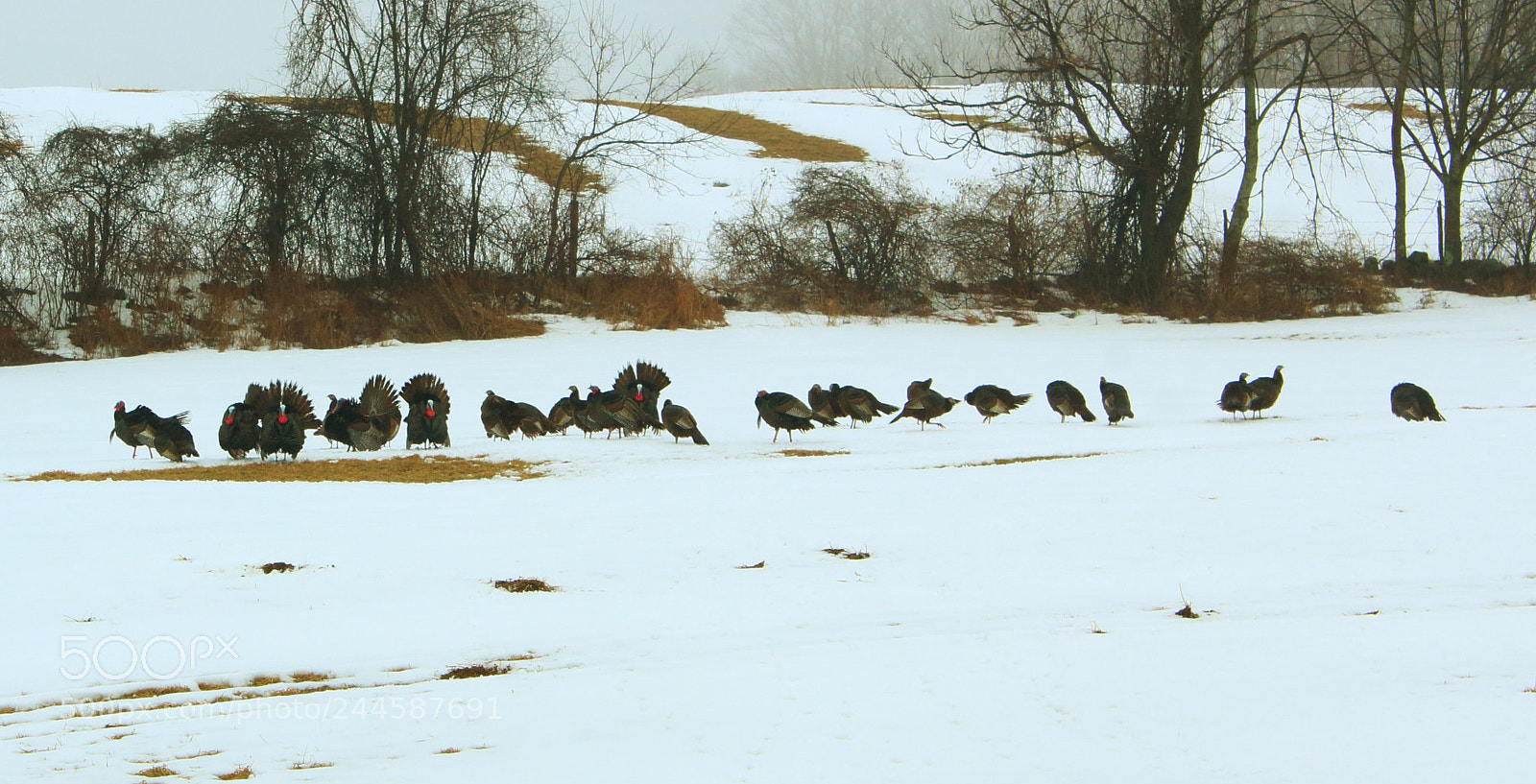 Canon EOS 1200D (EOS Rebel T5 / EOS Kiss X70 / EOS Hi) sample photo. Free-roaming turkeys photography