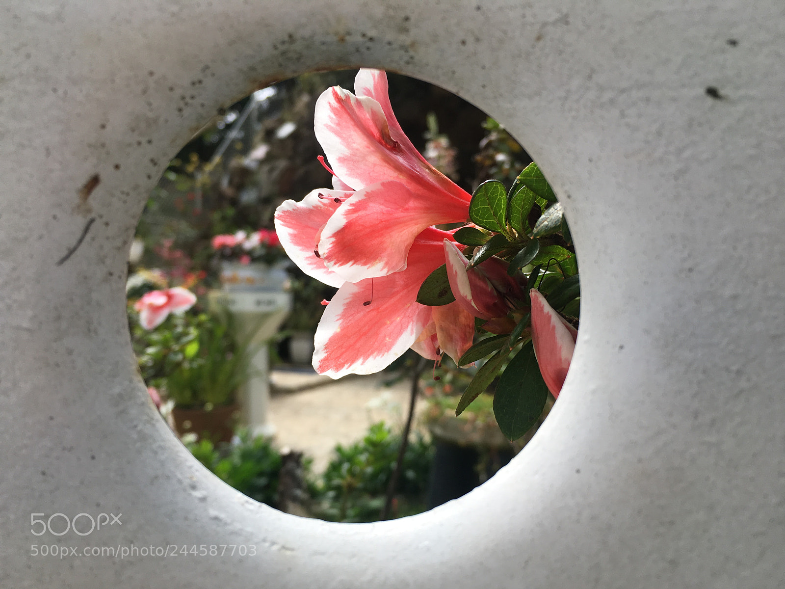 Apple iPhone SE sample photo. Flowers photography