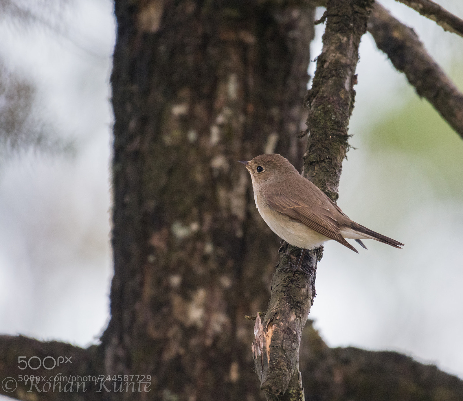 Nikon D500 sample photo. Red breasted flycatcher photography