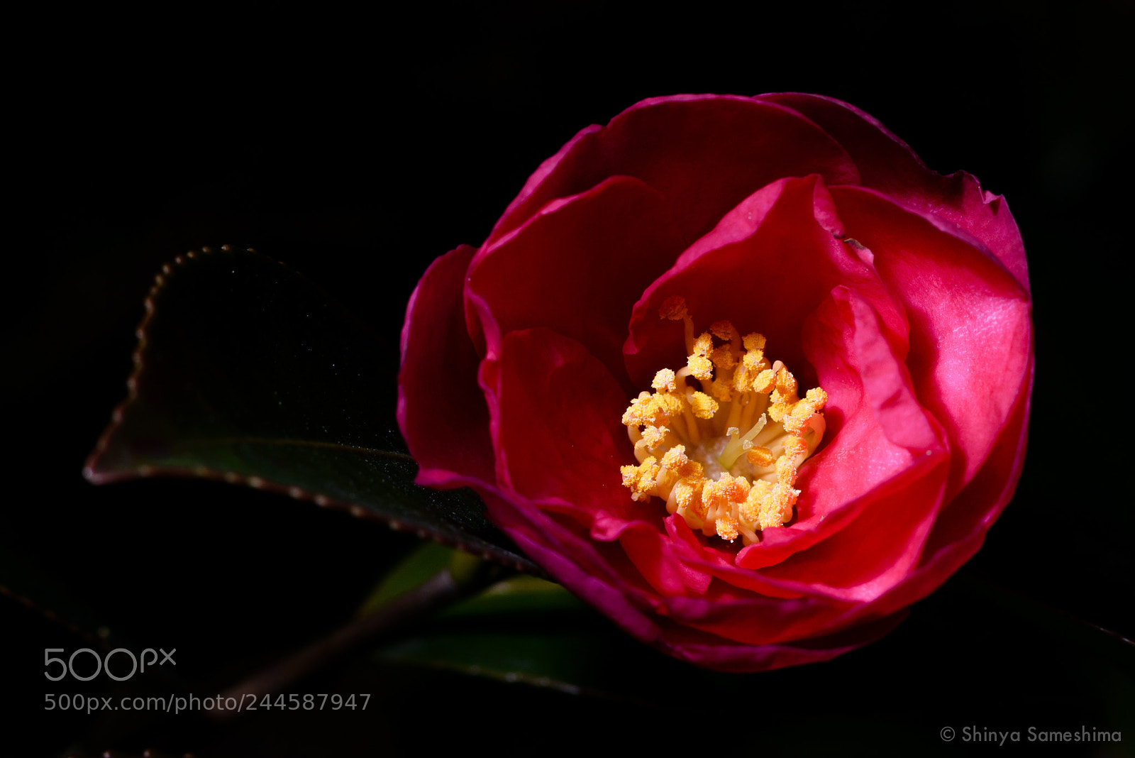 Nikon D800E sample photo. Camellia in the winter photography
