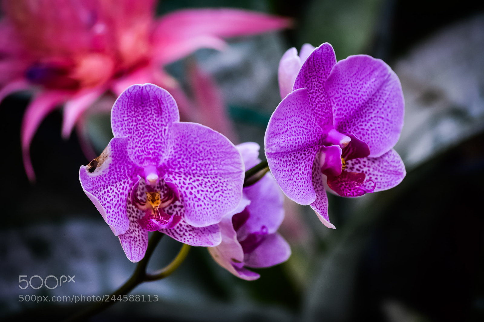 Nikon D7200 sample photo. Natural color photography