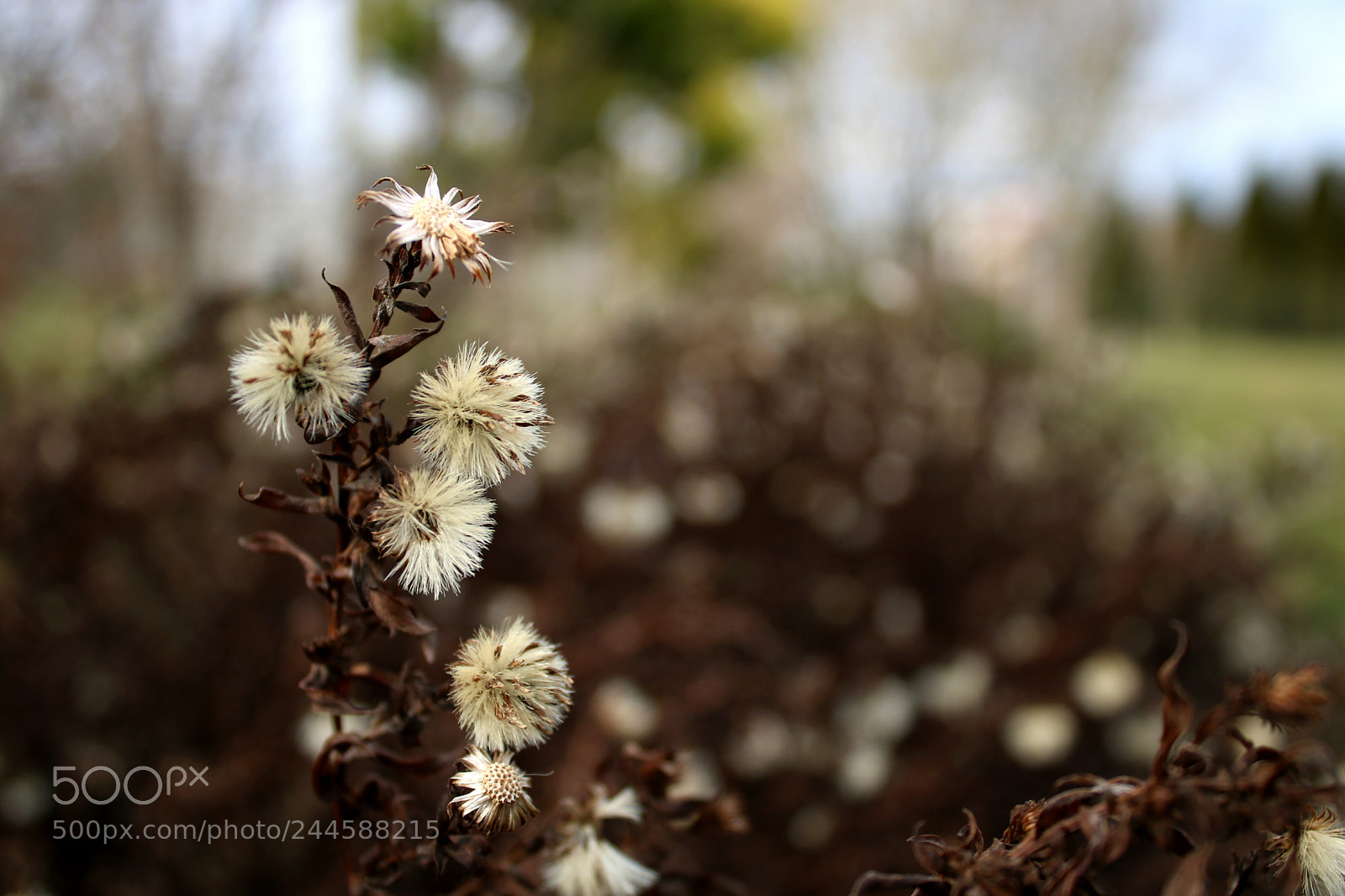 Canon EOS 760D (EOS Rebel T6s / EOS 8000D) sample photo. Untitled photography
