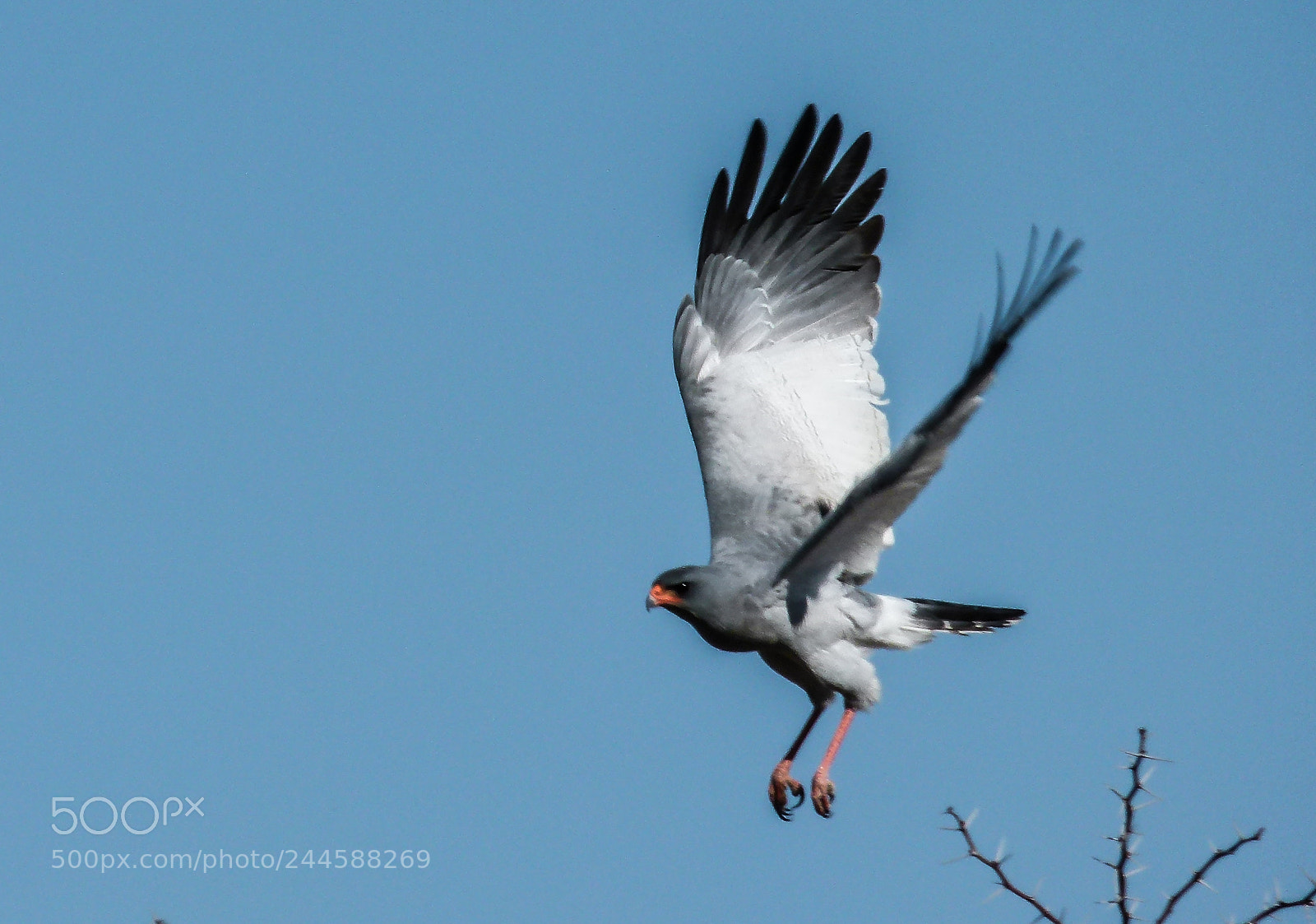 Panasonic Lumix DMC-FZ100 sample photo. Falcon's starting to fly photography