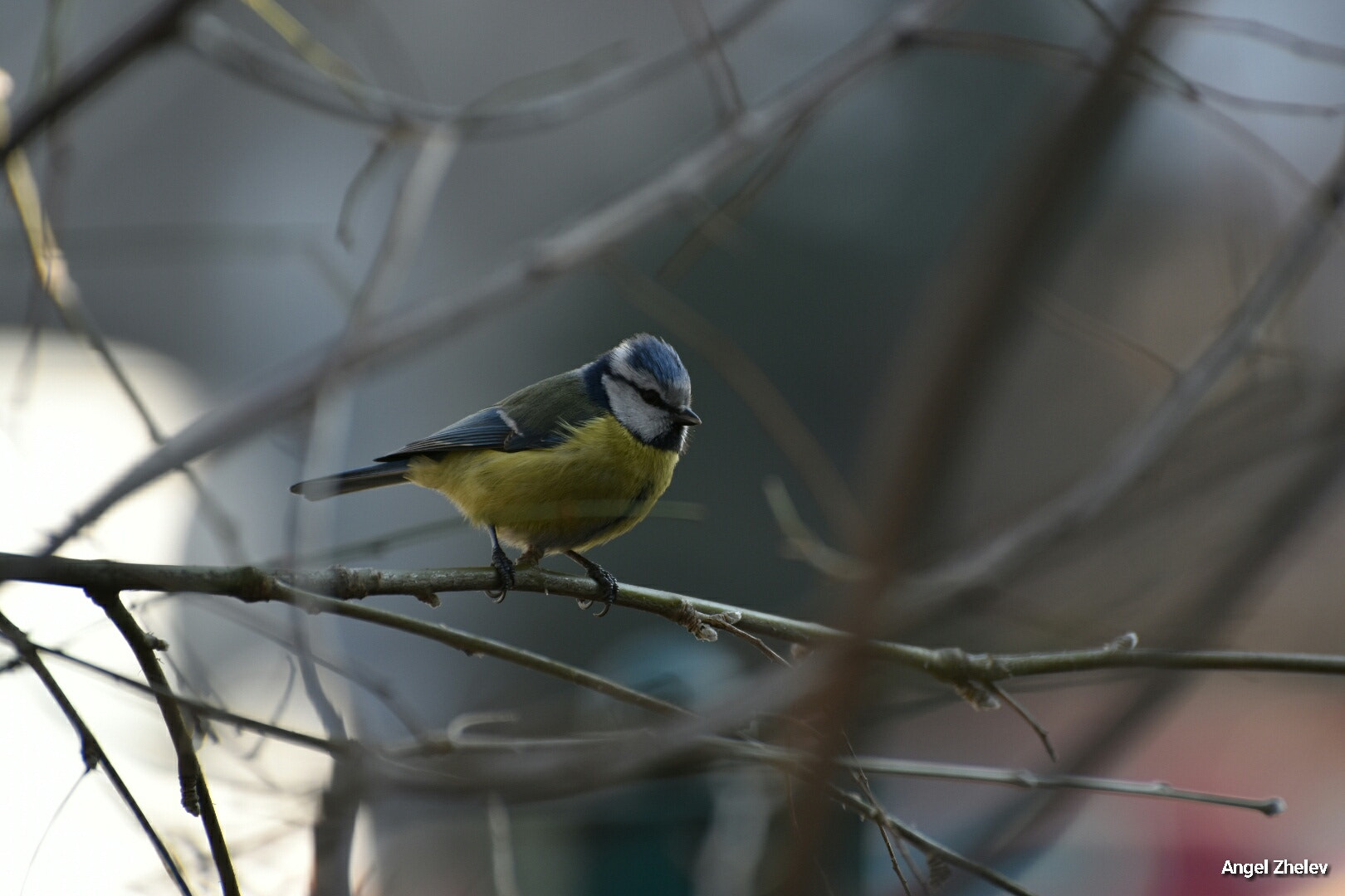 Nikon D3400 sample photo. Little 🐦 photography