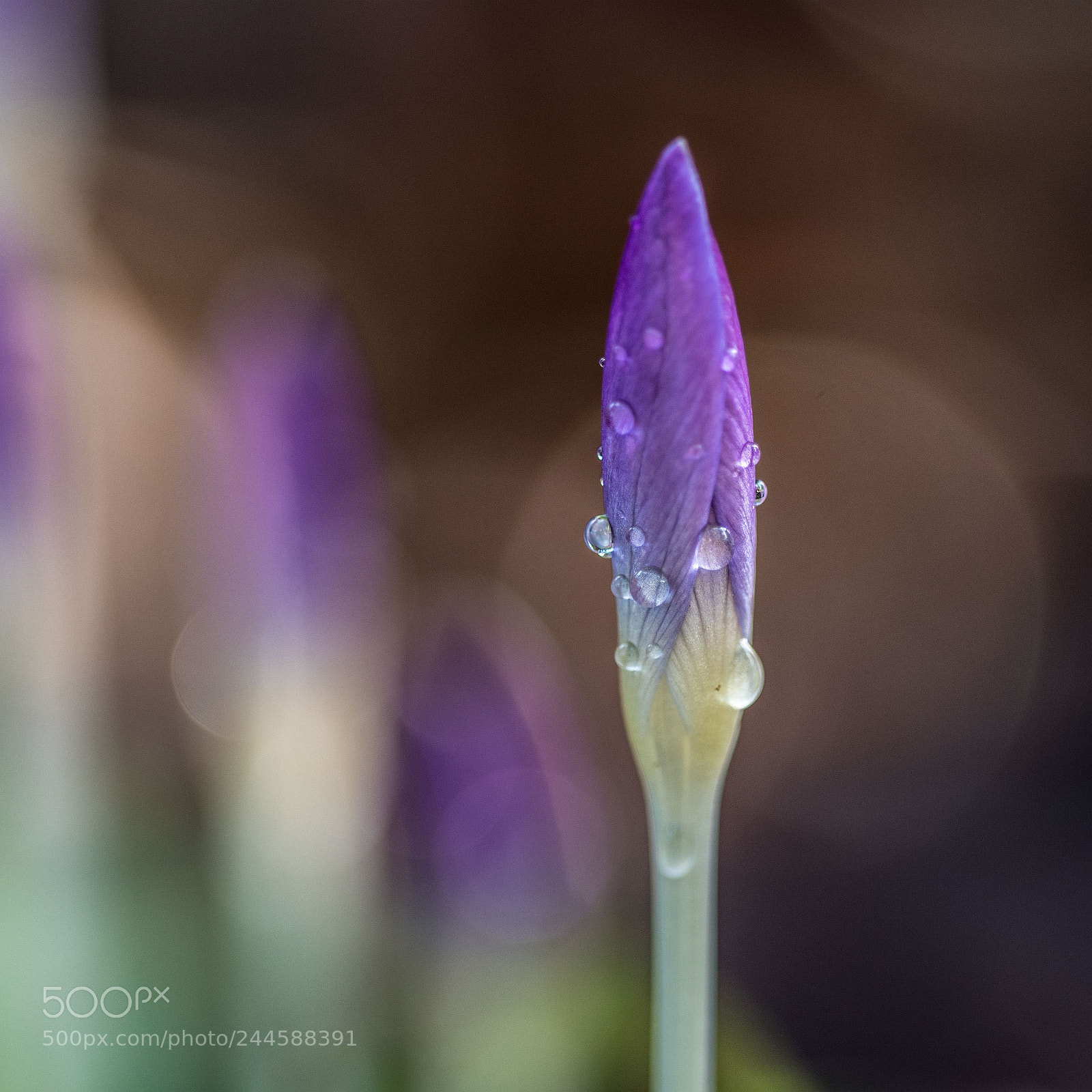 Nikon D500 sample photo. Crocus photography