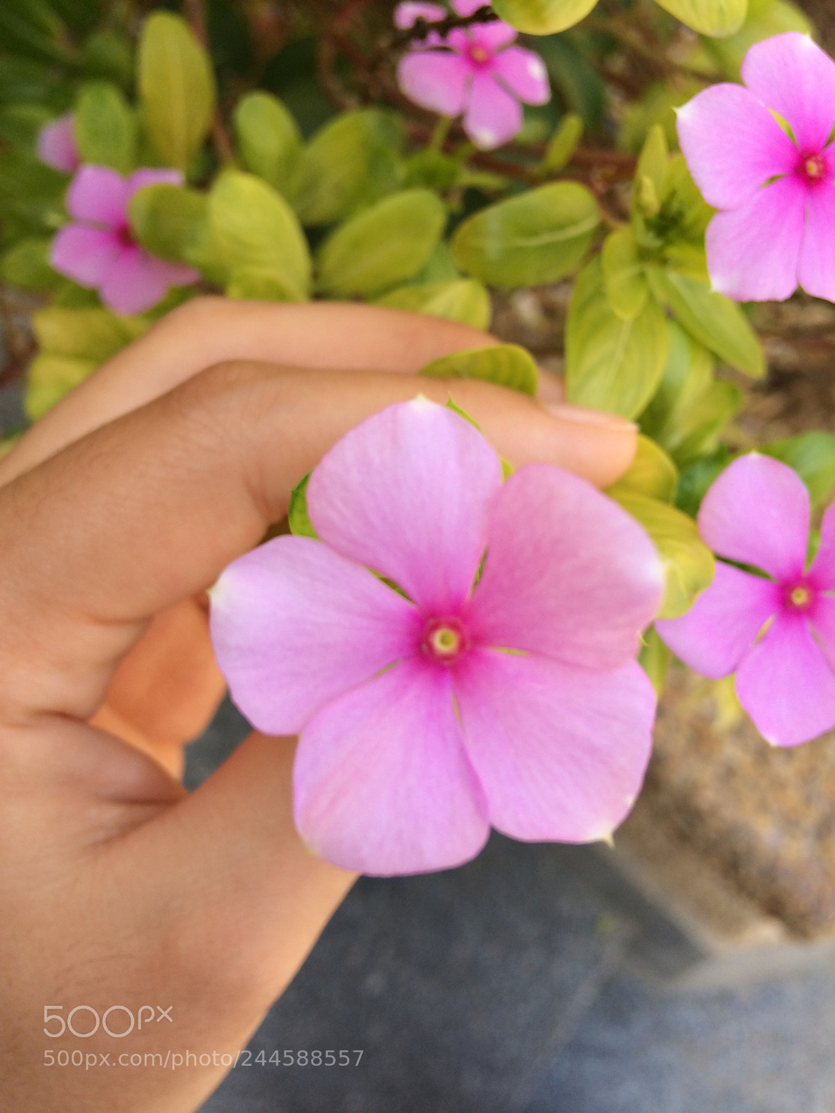 Apple iPhone 5s sample photo. Img photography