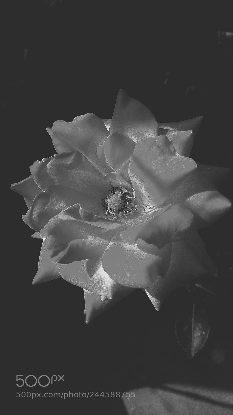 Xiaomi Redmi Note 4 sample photo. A rose... photography