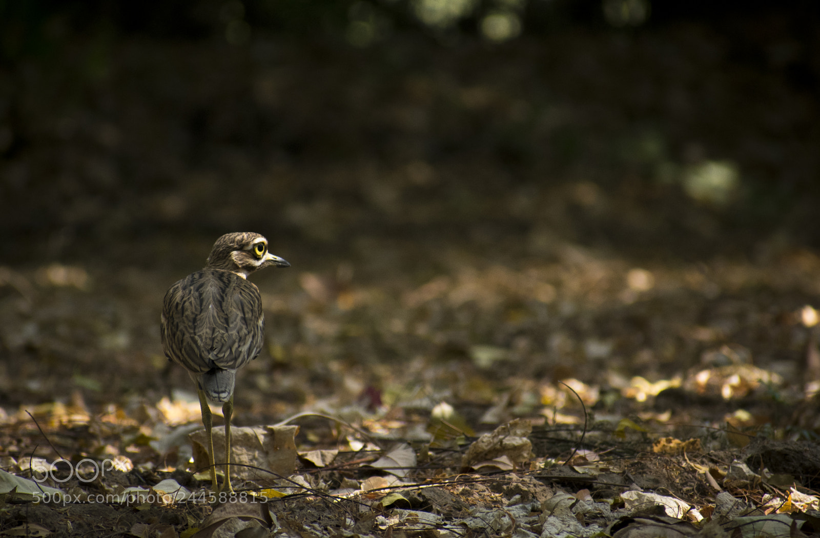 Nikon D3400 sample photo. Eurasian curlew photography